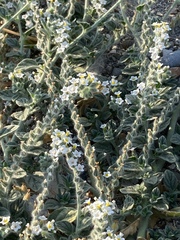 Heliotropium hirsutissimum