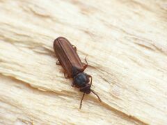 Pediacus dermestoides