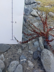 Epilobium microphyllum