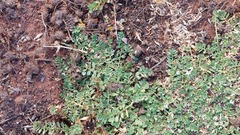 Lobelia darlingensis