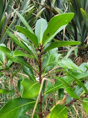 Corynocarpus laevigatus