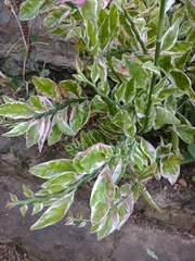 Euphorbia tithymaloides