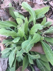 Erigeron pulchellus