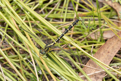 Austrogomphus ochraceus