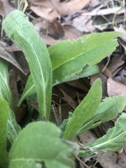 Erigeron pulchellus