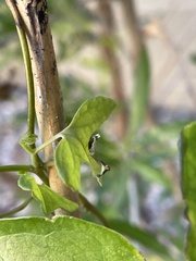 Aristolochia trilobata