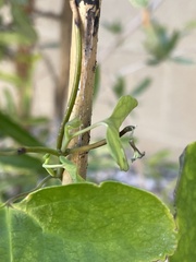 Aristolochia trilobata