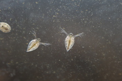Daphniidae