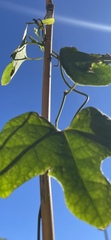 Aristolochia trilobata