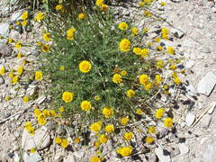 Thymophylla pentachaeta
