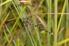 Synthemis eustalacta