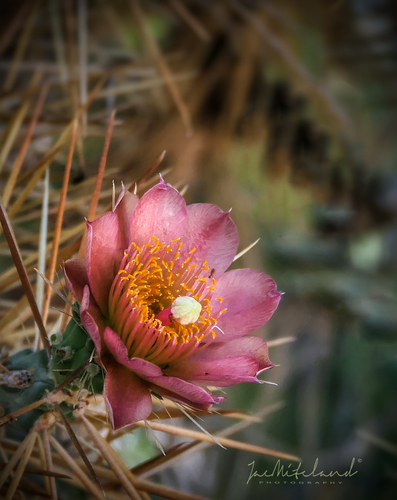 Cylindropuntia hystrix, photograph 2
