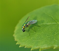 Condylostylus caudatus