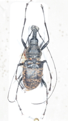 Anthribinae