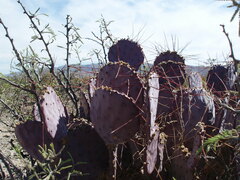 Opuntia macrocentra