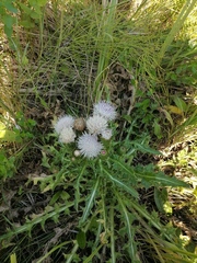 Cirsium acaule esculentum