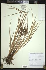 Carex vacillans