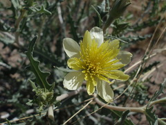 Mentzelia multiflora