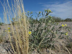 Mentzelia multiflora