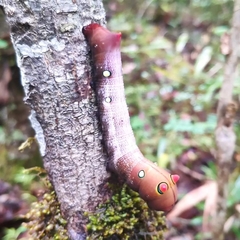 Rhagastis lambertoni