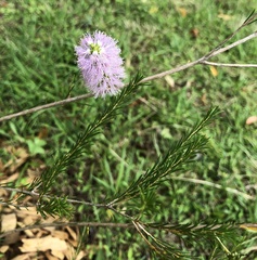 Melaleuca armillaris