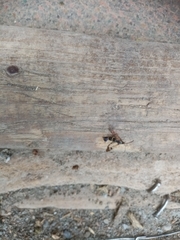 Synanthedon tipuliformis