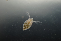Daphniidae