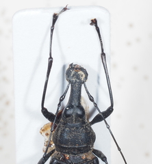 Anthribinae