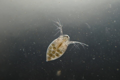 Daphniidae