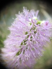 Melaleuca armillaris