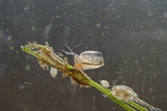 Simocephalus