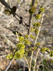 Fraxinus berlandieriana