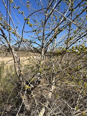 Fraxinus berlandieriana