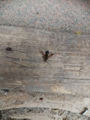 Synanthedon tipuliformis