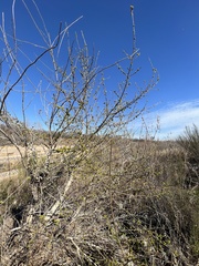 Fraxinus berlandieriana