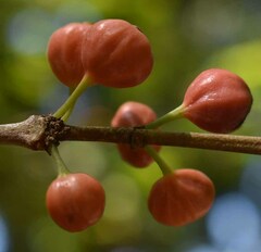 Cyclophyllum multiflorum