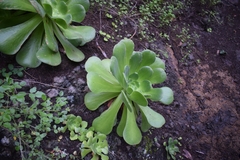 Aeonium canariense subsp. canariense image