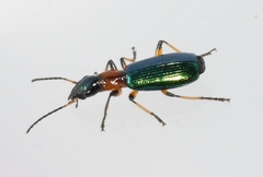 Calleida punctata