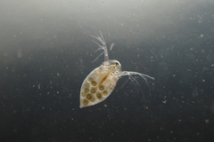 Daphniidae
