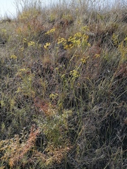 Peucedanum ruthenicum