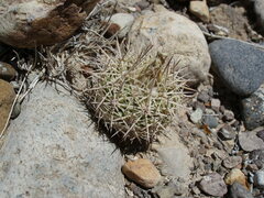 Echinomastus warnockii