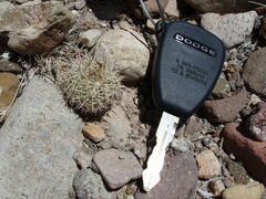 Echinomastus warnockii