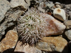 Echinomastus warnockii