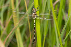 Synthemis eustalacta