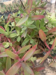 Crassula