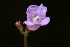 Agalinis maritima