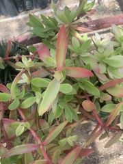 Crassula