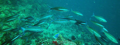 Caesio varilineata