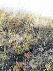 Peucedanum ruthenicum