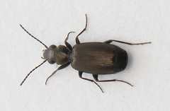 Syntomus foveatus